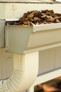 Neglected gutter and downspout clogged with rotting oak leaves